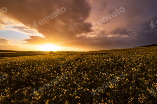 Preview: Spring Rapeseed Yellow Fields, Cloudy Sunset Evening Sky, Rural Hills. Natural Seasonal, Weather