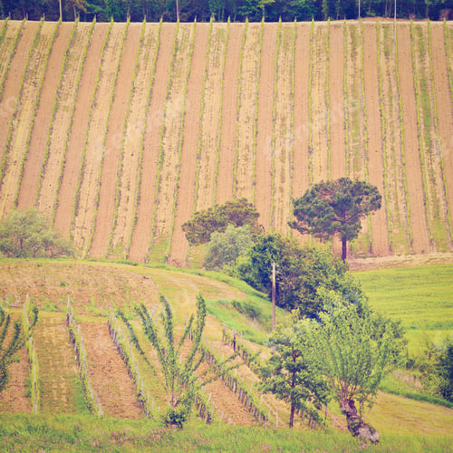 Preview: Hill Of Tuscany With Vineyard In The Chianti Region, Instagram Effect