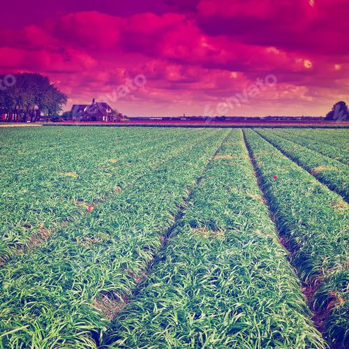 Preview: Farmhouses Between Fields Of Tulips, Netherlands, Instagram Effect