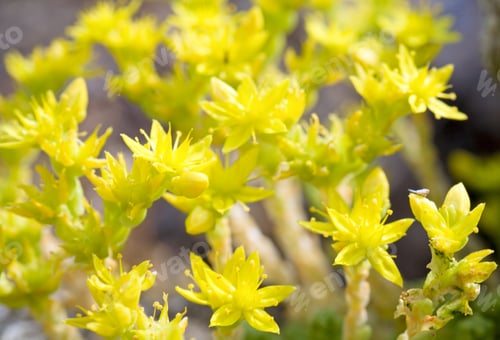 Preview: Mountain Summer Plant With Small Yellow Flowers (Nature Background)