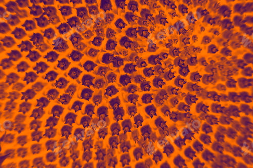 Preview: Abstract And Funky Background Done In Macro Mode