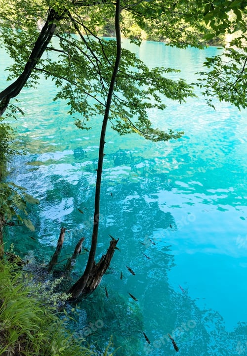 Preview: Summer Azure Limpid Transparent Lake View And Small Fish Shoal Near Shore (Plitvice Lakes National