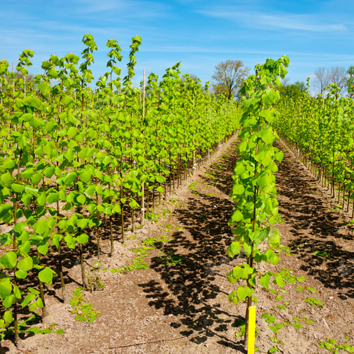Preview: Neat Rows Of Young Plants In The Nursery Garden