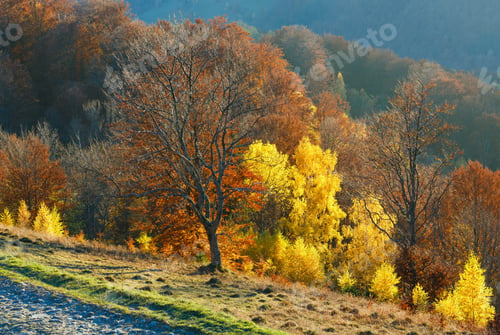 Preview: Rural Road In Autumn Misty Mountain And Colorful Trees On Slope.
