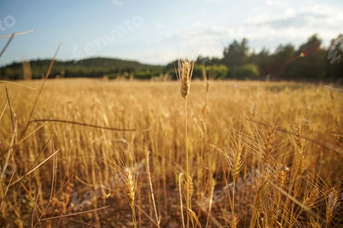 Preview: Wheat Field. Ears Of Golden Wheat. Beautiful Sunset Landscape. Background Of Ripening Ears. Teruel