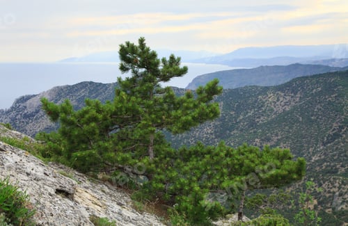 Preview: Big Pine Tree On Summer Mountain Hill ("Novyj Svit" Reserve, Crimea, Ukraine).