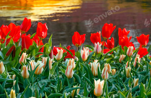 Preview: Beautiful Red And White Tulips In The Spring Time Near Pond.