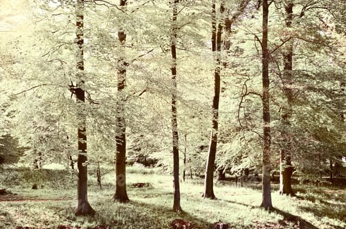 Preview: Greenwood On The Canal Bank In The Netherlands, Vintage Style Toned Picture