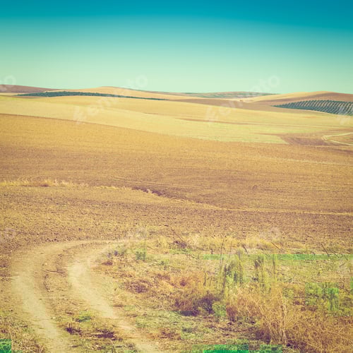 Preview: Olive Trees On The Plowed Sloping Hills Of Spain, Instagram Effect