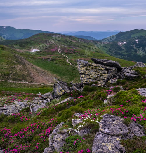 Preview: Pink Rose Rhododendron Flowers On Summer Evening Mountain Ridge, Carpathian, Chornohora, Ukraine.