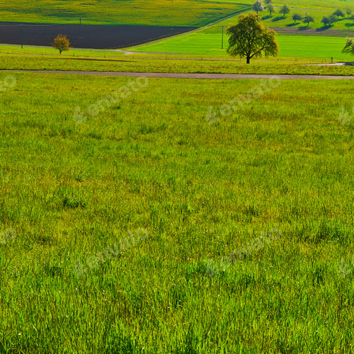 Preview: Asphalt Road Along The Meadows In Switzerland
