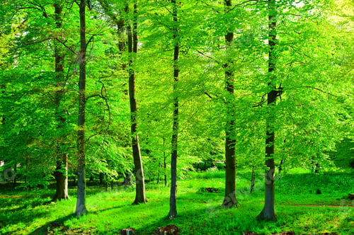 Preview: Greenwood On The Canal Bank In The Netherlands
