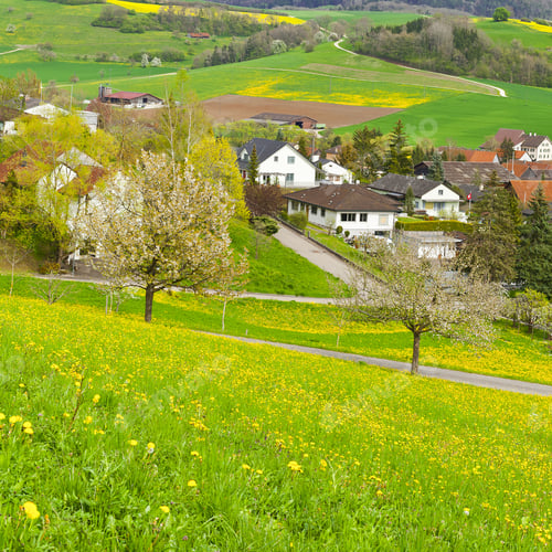 Preview: Swiss Town Surrounded By Pastures