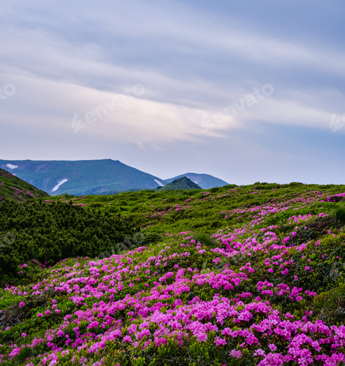 Vista previa: Pink Rose Rhododendron Flowers (In Front) On Summer Evening Mountain Slope. Carpathian, Chornohora