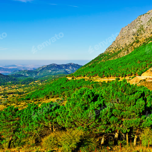 Preview: Coniferous Forest On The Background Of Mountains In Spain
