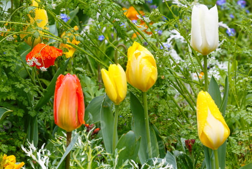 Preview: Beautiful Varicolored Tulips In The Spring Time. Nature Many-Coloured Background.