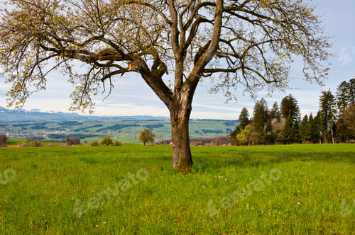 Preview: Birdhouse On The Tree On The Background Of Snow-Capped Alps, Switzerland