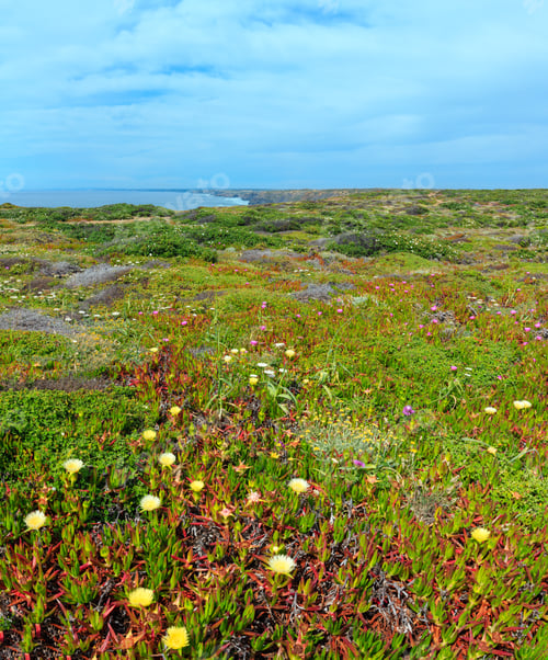 Preview: Summer Blossoming Shore With Carpobrotus Flowers (Known As Pigface, Ice Plant).