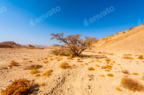 Vista previa: Breathtaking Landscape Of The Rock Formations In The Israel Desert. Lifeless And Desolate Scene As