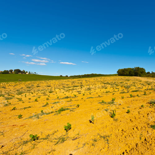 Preview: Hill Of Tuscany With Young Vineyard In The Chianti Region