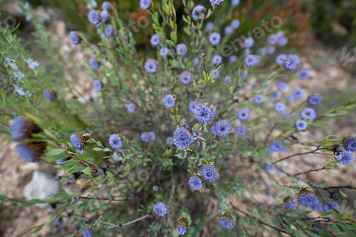 Preview: Mountain Flower Jasione Montana Of Spherical Form With Small Densely Located Petals Of Blue Color