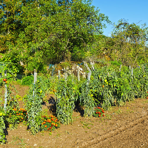 Preview: Vegetable Garden On A Personal Plot In The French Village