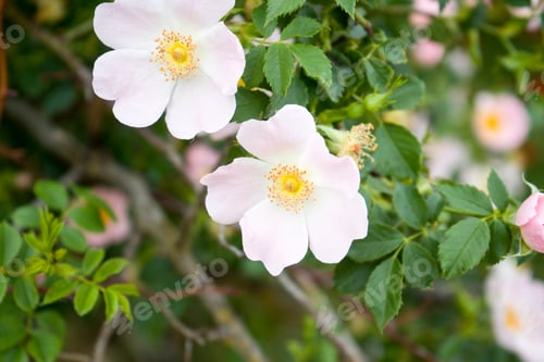 Preview: Blossom In Las Lagunas De Villafafila, One Of The Most Important Wetlands Of Northern Spain Zamora