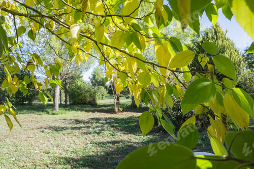 Preview: Autumn Vineyards And Cellars In Fontanars Dels Alforins And Moixent Valencia Province Spain