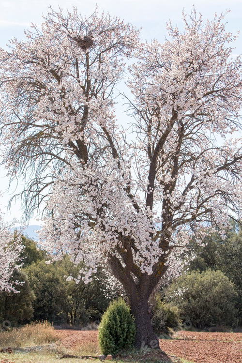 Preview: Almond Tree Flowers On Branch Blooming In Teruel Plantations Aragon Spain