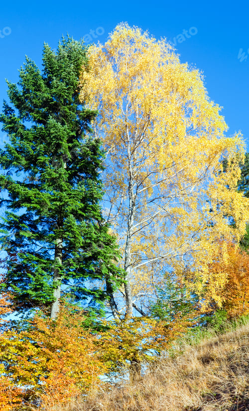 Preview: Autumn Mountain Nimchich Pass (Carpathian, Ukraine) And Colorful Trees On Hill.