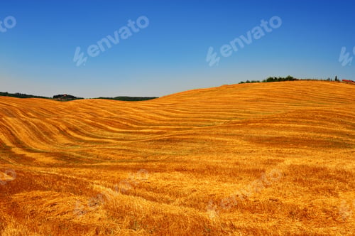 Preview: Golden Hills Of Tuscany After Harvest