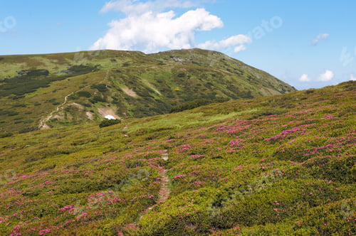Preview: Red Flowers On Summer Mountainside
