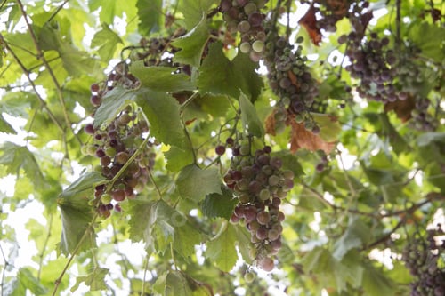 Preview: Vine Climbing Spain