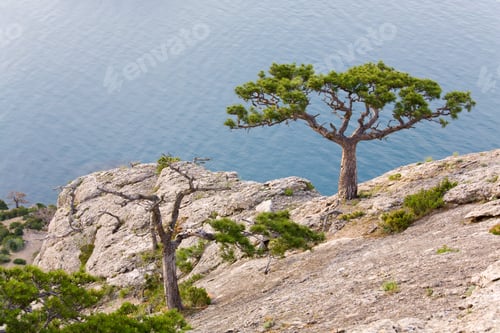 Preview: Juniper Tree On Rock On Sea Surface Background ("Novyj Svit" Reserve, Crimea, Ukraine).