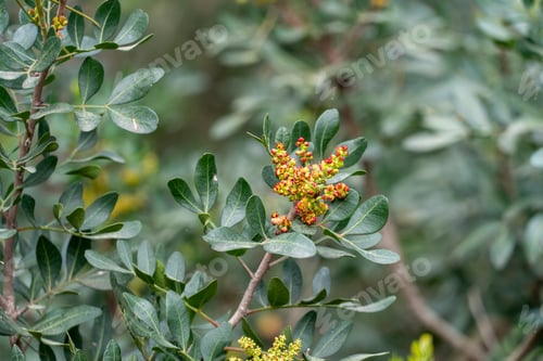 Preview: Pistacia Lentiscus El Saler Natural Park Near Valencia City Spain