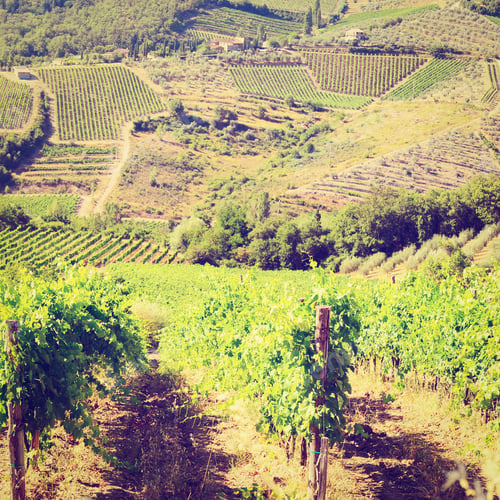 Preview: Hill Of Tuscany With Vineyard And Olive Trees, Retro Effect