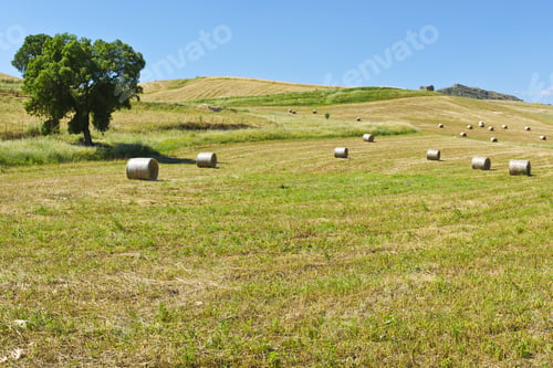 Preview: Landscape Of Sicily With Many Hay Bales