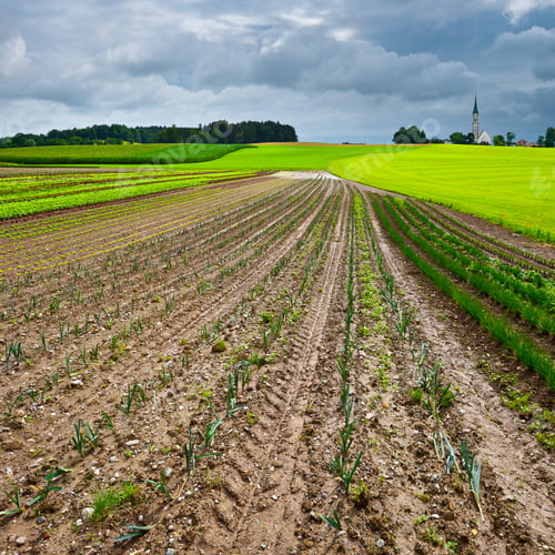 Preview: Plantation Of Cabbage And Church On The Hill In Bavaria, Germany