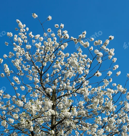 Preview: Blossoming Twigs Of Cherry-Tree On Blue Sky Background. Six Shots Stitch Image.