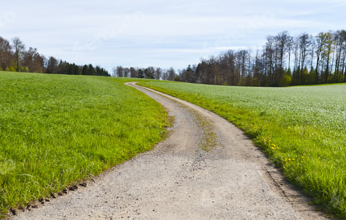 Preview: Narrow Dirt Road Between Pastures In Switzerland Early Morning. Swiss Landscape With Meadows