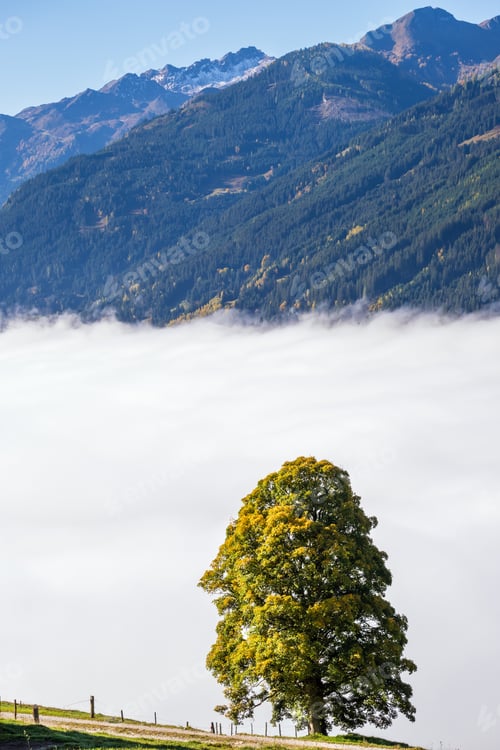 Preview: Sunny Idyllic Autumn Alpine Scene. Peaceful Misty Morning Alps Mountain And Lonely Big Tree View