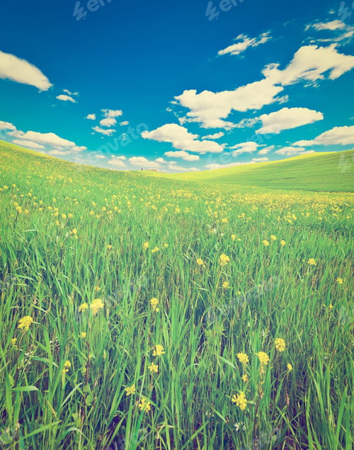 Preview: Green Sloping Meadows Of Tuscany, Retro Effect