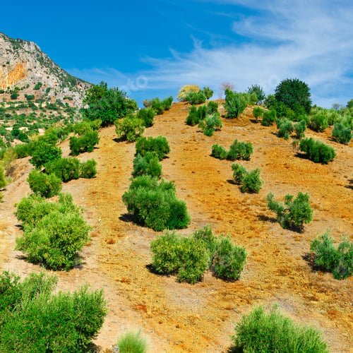 Preview: Olive Grove In The Cantabrian Mountains, Spain
