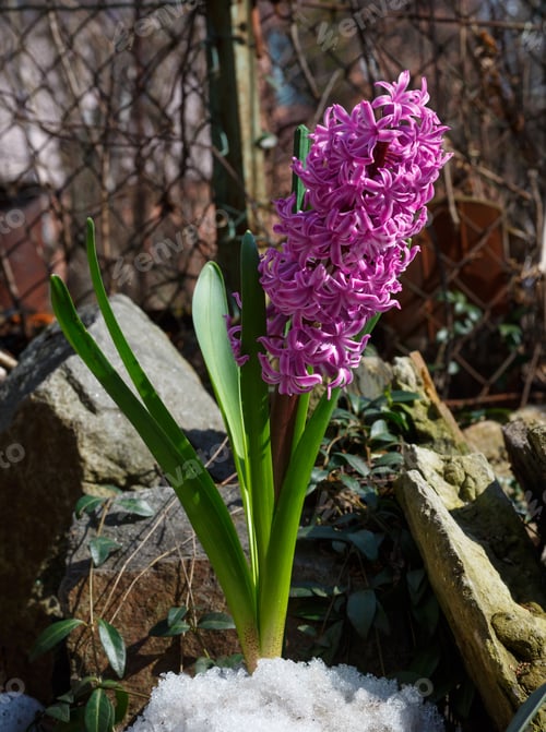 Preview: Purple Pink Hyacinth Flower On The Spring Stony Garden Meadow Mith Snow Melting.