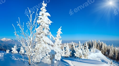 Preview: Morning Winter Calm Mountain Landscape With Fir Trees On Slope (Carpathian, Ukraine).