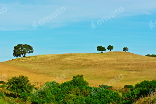Preview: Trees On The Hill In Spain