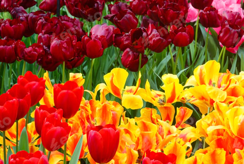 Preview: Beautiful Red And Yellow-Red Tulips Close-Up (Nature Spring Background).