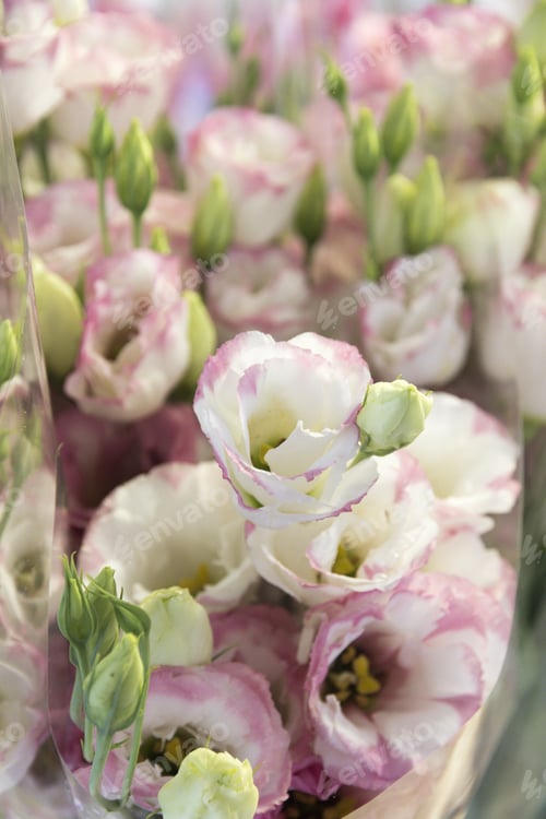 Preview: Pink Rhododendron France