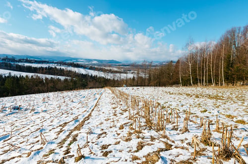 Preview: Winter Mountain Landscape With Field On Hill Slope, Birch Grove And Village In Far (Bogorodchany