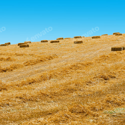Preview: Landscape Of Sicily With Many Hay Briquettes